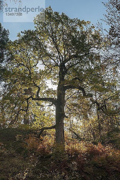 Eiche (Quercus) im Herbst  Gegenlicht  Gellershausen  Nationalpark Kellerwald  Hessen  Deutschland  Europa