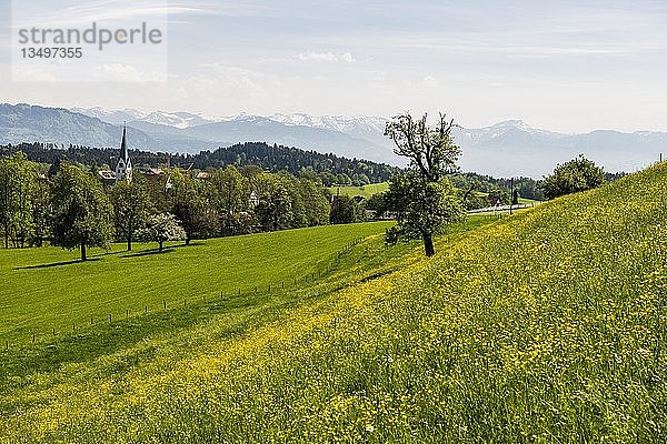 Blühende Frühlingswiese und Dorf  Gattnau  bei Kressbronn  Bodensee  Baden-Württemberg  Deutschland  Europa