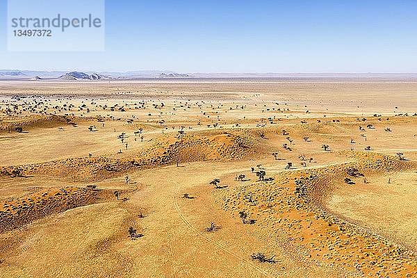 Luftaufnahme  Dünenlandschaft mit einzelnen Kameldornbäumen (Acacia erioloba)  Tsondab-Tal  Namib-Naukluft-Nationalpark  Namibia  Afrika