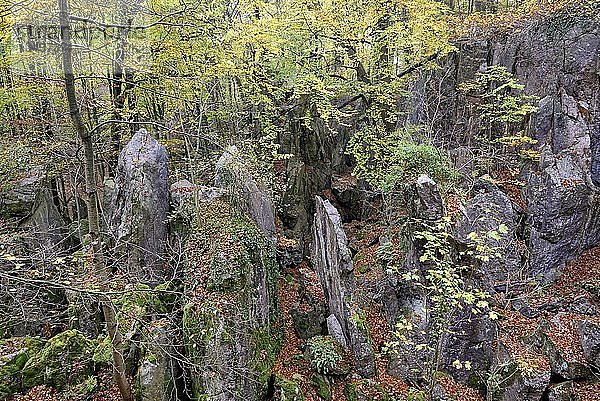 Blick über die zerklüftete Felslandschaft  Laubwald im Herbst  Rotbuche (Fagus sylvatica)  Ahorn (Acer)  Naturschutzgebiet Felsenmeer  Nordrhein-Westfalen  Deutschland  Europa