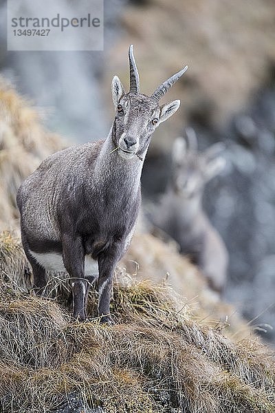 Alpensteinbock (Capra Ibex)  weiblich  Stubaital  Tirol  Österreich  Europa