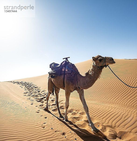 Dromedar (Camelus dromedarius)  Sanddünen in der Wüste  Erg Chebbi  Merzouga  Sahara  Marokko  Afrika