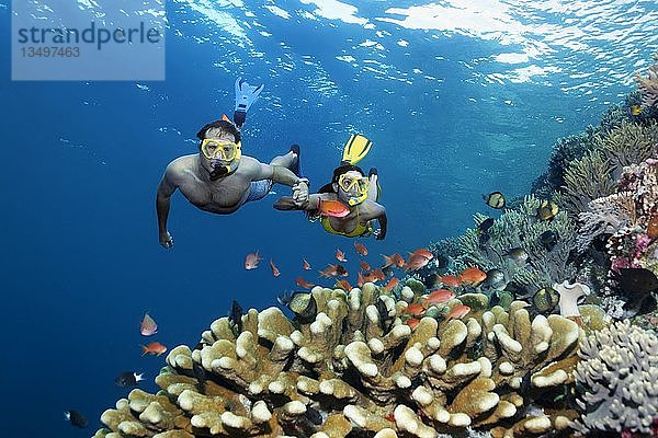 Paar  Schnorchler  taucht Hand in Hand über Korallenriff  betrachtet Fische  Fahnenbarsche (Anthiadinae)  Riffbarsch  Great Barrier Reef  Pazifik  Australien  Ozeanien