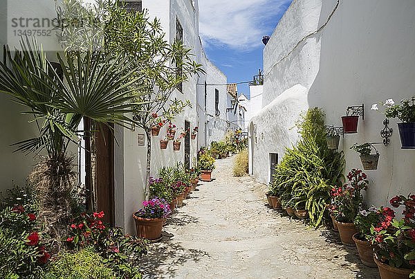 Gasse mit Blumenkübeln und strahlend weiß getünchten Häusern in der auf einem Hügel gelegenen Stadt Vejer de la Frontera  Provinz Cádiz  Andalusien  Spanien  Europa