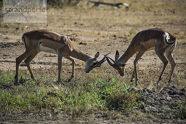 Zwei Impalas (Aepyceros melampus) im Kampf  Liwonde National Park  Malawi  Afrika