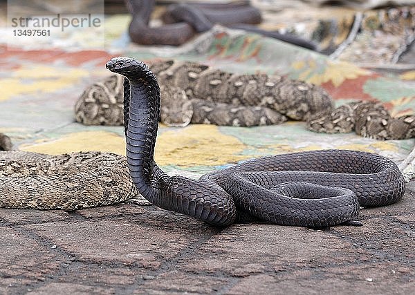 Indische Kobra (Naja naja)  die zu einem Schlangenbeschwörer gehört  Jemaa el Fna-Markt  Marrakesch  Marokko  Afrika