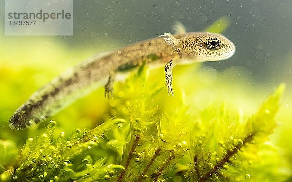 Feuersalamander (Salamandra salamandra)  Larve unter Wasser  Jungtier  Berchtesgadener Land  Bayern  Deutschland  Europa