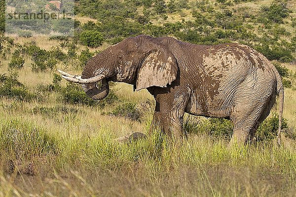 Afrikanischer Elefant (Loxodonta africana)  beim Trinken am Wasserloch  Pilanesberg-Nationalpark  Pilanesberg Game Reserve  Südafrika