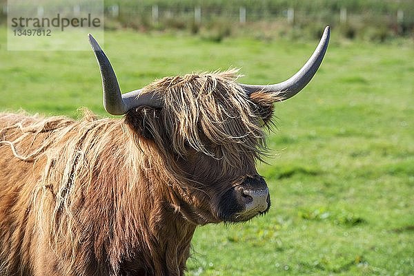 Schottisches Hochlandrind (Bos taurus)  Stier auf einer Weide  Tierportrait  Orkney-Inseln  Schottland  Vereinigtes Königreich  Europa