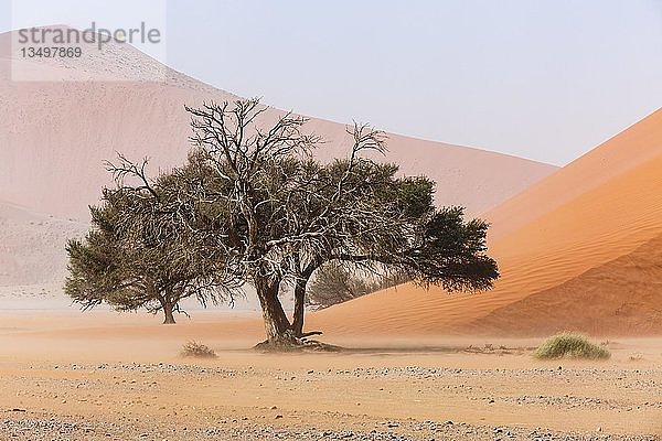 Kameldornbaum (Acacia erioloba) vor einer Sanddüne  Düne 45  Sossusvlei  Namib-Naukluft-Nationalpark  Namibia  Afrika