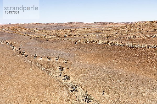 Luftaufnahme  Baumgrenze entlang ausgetrocknetem Flussbett  Ausläufer der Namib-Wüste  Namib-Naukluft-Nationalpark  Namibia  Afrika