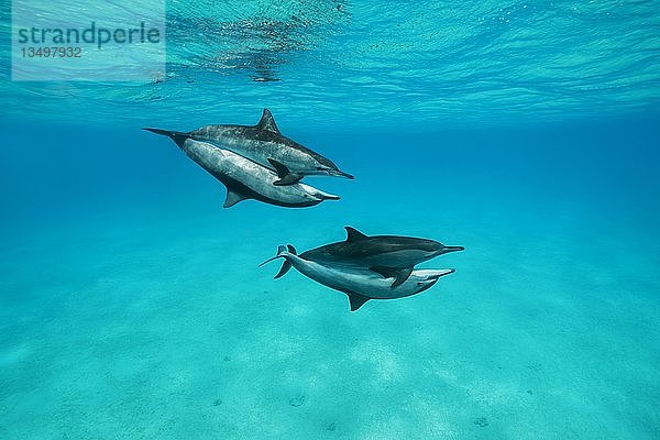 Paarung zweier Paare Spinnerdelfine (Stenella longirostris)  Rotes Meer  Sataya Riff  Marsa Alam  Ägypten  Afrika