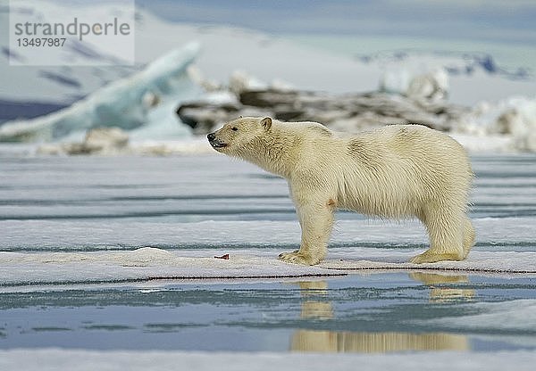 Eisbär (Ursus maritimus)  Jungtier auf Eisscholle  Svalbard  Norwegische Arktis  Norwegen  Europa