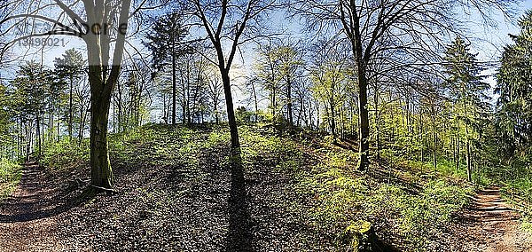 Panoramablick auf einen lichten Mischwald im Frühling