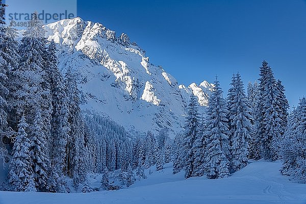 Winterwald mit schneebedecktem AllgÃ¤u  Reutte  AuÃŸerfern  Tirol  Ã-sterreich  Europa