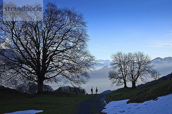 Zwei Skitourengeher eingerahmt von großen Bäumen  Silhouette  dahinter das Rheintal  Appenzeller Alpen  Kanton St. Gallen  Schweiz  Europa