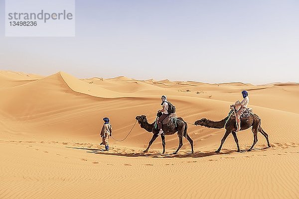 Karawane mit zwei Dromedaren (Camelus dromedarius) in Sanddünen  Wüste Erg Chebbi  Merzouga  Sahara  Marokko  Afrika