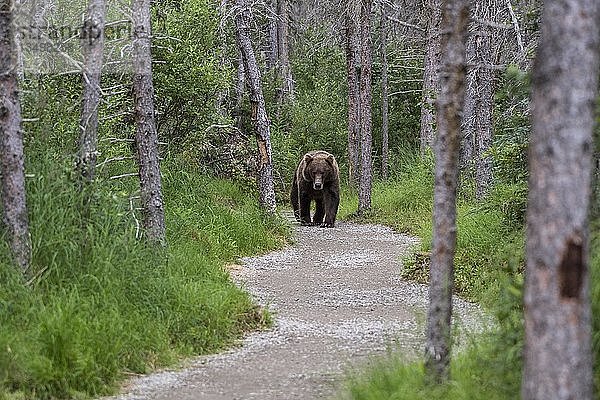 Braunbär (Ursus Arctos) geht auf einem Pfad durch den Wald  Brooks River  Katmai National Park  Alaska  USA  Nordamerika