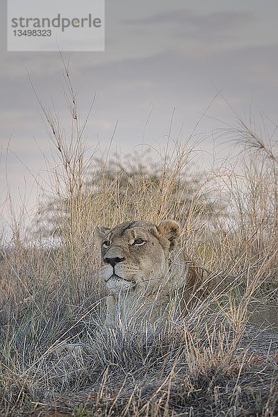 Löwin (Panthera leo)  aufmerksam im Gras liegend und hinausschauend  Hardap-Region  Namibia  Afrika