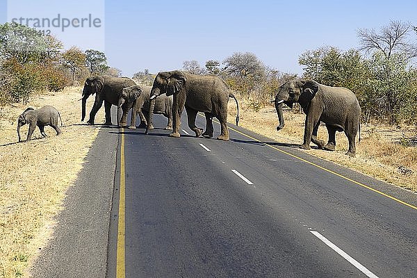 Elefantenherde (Loxodonta africana) beim Überqueren der Hauptstraße  Sambia  Afrika