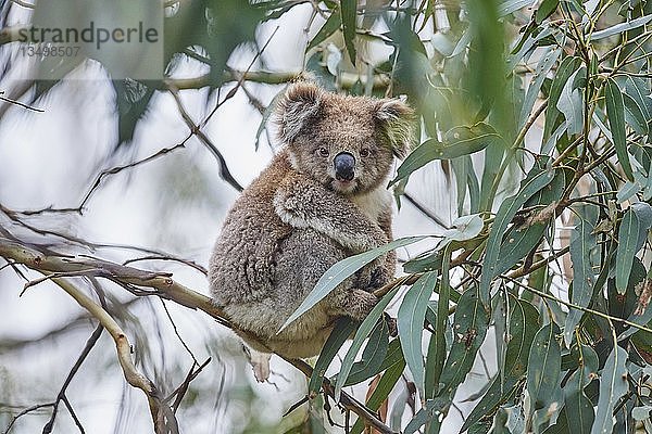 Koala (Phascolarctos cinereus) sitzend auf einem Bambusbaum  Südaustralien  Australien  Ozeanien