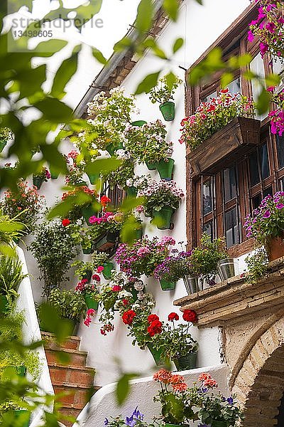 Viele Blumen in Blumentöpfen an einer Hauswand  Fiesta de los Patios  Córdoba  Andalusien  Spanien  Europa