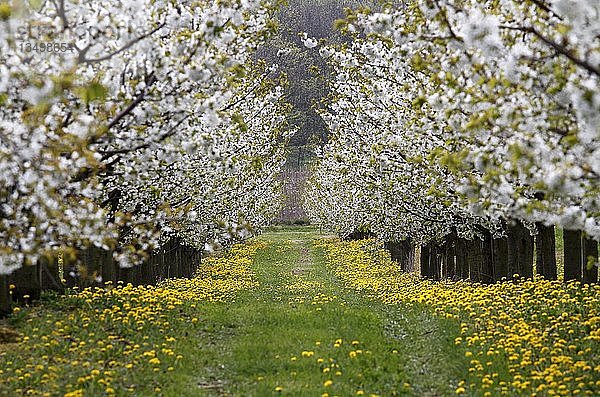 Blühende Kirschbäume  Thüringen  Deutschland  Europa