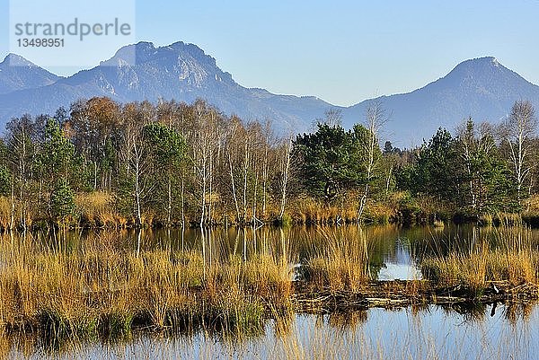 Kiefern (Pinus sylvestris) und Birken (Betula pubescens) auf Moorweiher mit Blaupfeifengras (Molinia caerulea)  hintere Chiemgauer Alpen  Nicklheim  Voralpenland  Oberbayern  Bayern  Deutschland  Europa