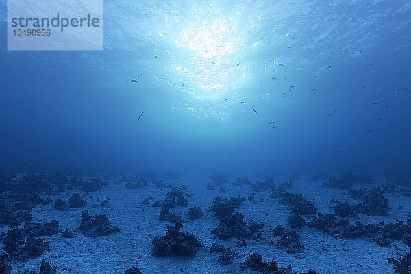 Sandiger Boden  typisch  Fleckenriffe mit Steinkorallen (Hexacorallia)  blaues Wasser mit Sonne  einige Füsiliere (Caesionidae)  Rotes Meer  Ägypten  Afrika