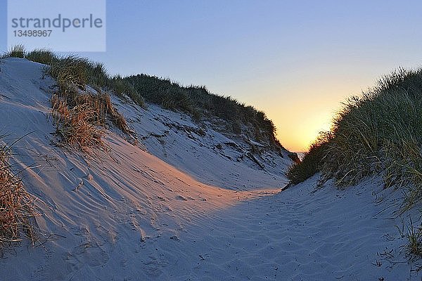 Licht der untergehenden Sonne fällt in ein Dünental  Amrum  Nordfriesische Insel  Nordfriesland  Schleswig-Holstein  Deutschland  Europa