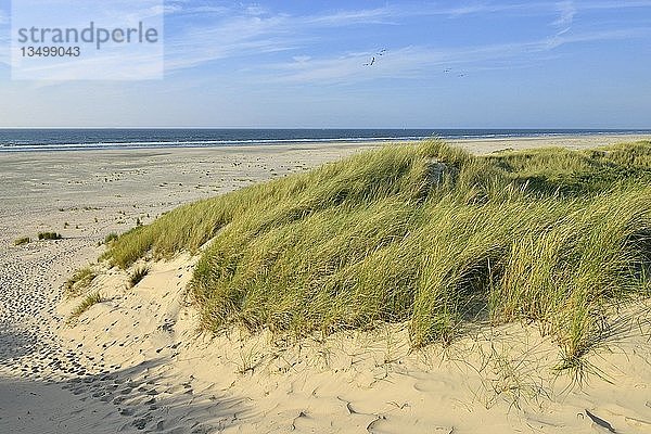 Grasbewachsene Randdünen mit Strand und Nordsee in der Ferne  Juist  Ostfriesische Insel  Ostfriesland  Niedersachsen  Deutschland  Europa