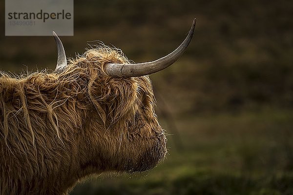 Schottisches Hochlandrind (Bos taurus)  Tierporträt  Schottland  Vereinigtes Königreich  Europa