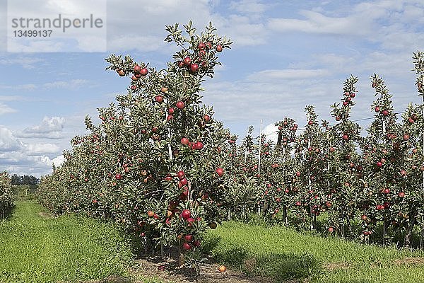 Apfelplantage  rote reife Äpfel am Baum  Altes Land  Niedersachsen  Deutschland  Europa