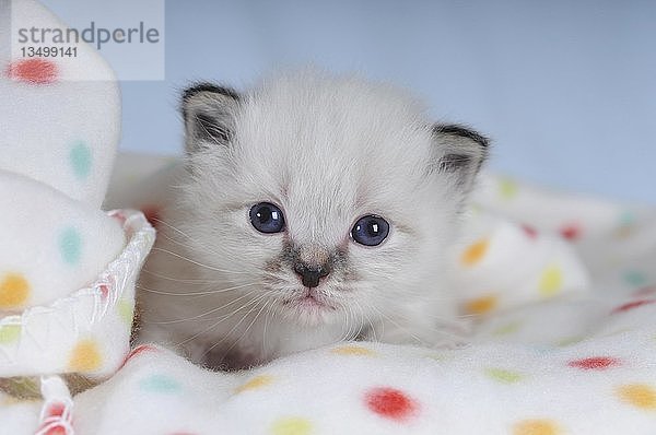 Heilige Birma  5 Wochen altes Kätzchen  Tierportrait  Studioaufnahme  Deutschland  Europa