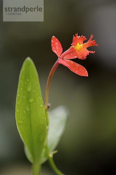 Orchidee (Epidendrum calanthrum)  Südamerika