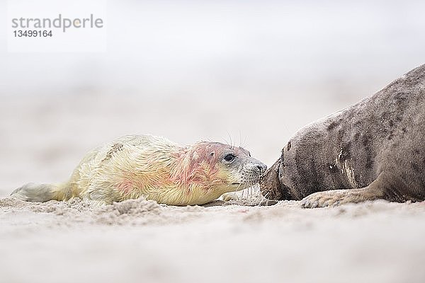 Kegelrobben (Halichoerus grypus)  neugeborenes blutiges Jungtier mit seiner Mutter am Strand liegend  Insel DÃ¼ne  Helgoland  Niedersachsen  Deutschland  Europa
