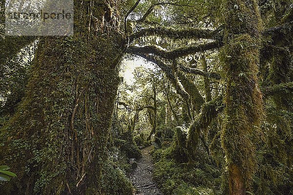 El Bosque Encantado  verzauberter oder verhexter Wald  gemäßigter Regenwald mit Moos und Flechten  Carratera Austral  Queulat Nationalpark  Cisnes  Aysén General Carlos Ibáñez del Campo  Chile  Südamerika