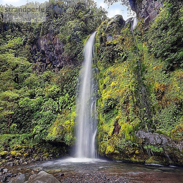 Dawson Falls Wasserfall inmitten eines tropischen Regenwaldes  Dawson Falls  Mount Taranaki oder Mount Egmont  Whanganui National Park  Nordinsel  Neuseeland  Ozeanien