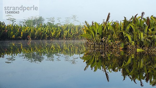 Morgenstimmung und Wasserspiegelung im Fluss Sungai Sekonyer im Nationalpark Tanjung Puting  Zentralkalimantan  Borneo  Indonesien  Asien