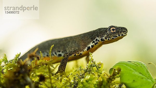 Bergmolch (Ichthyosaura alpestris)  unter Wasser  Berchtesgadener Land  Bayern  Deutschland  Europa