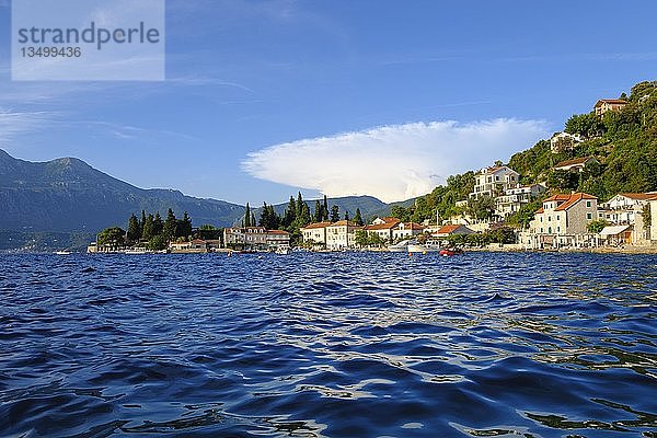 Rosendorf  Halbinsel Lustica  Lu?tica  bei Herceg Novi  Bucht von Kotor  Montenegro  Europa
