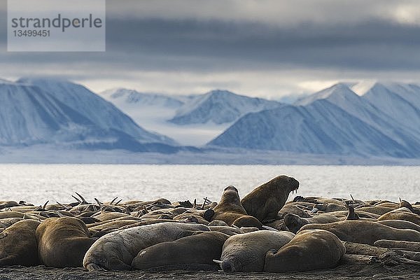 Walrosse (Odobenus rosmarus)  Kolonie am Strand der Insel Moffen  Moffen Nature Reserve  Spitzbergen Archipel  Svalbard und Jan Mayen  Norwegen  Europa