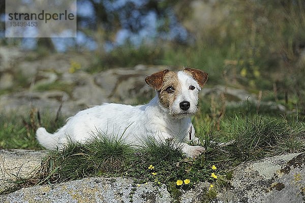 Jack Russell Terrier  braun-weiß  Hündin  liegend  Österreich  Europa