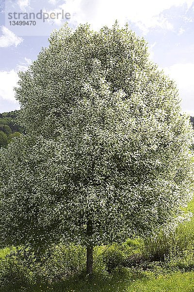 Weißblühende Traubenkirsche (Prunus padus)  Baum  Schwäbische Alb  Deutschland  Europa