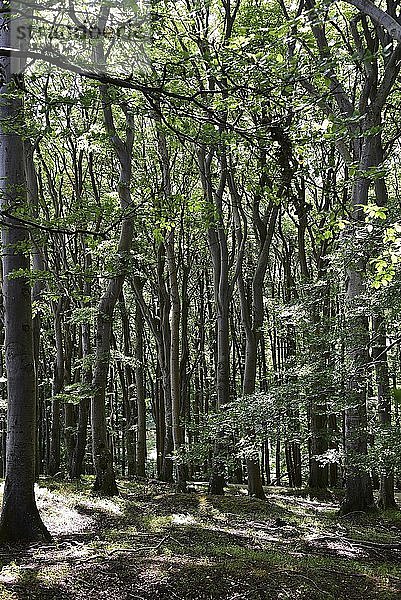 Beeche-Wald (Fagus)  Nationalpark Jasmund  Welterbe Alte Wälder  RÃ¼gen  Mecklenburg-Vorpommern  Deutschland  Europa