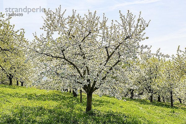 Blühende Kirschbäume (Prunus) auf Streuobstwiese  Schwäbische Alb  Baden-WÃ¼rttemberg  Deutschland  Europa