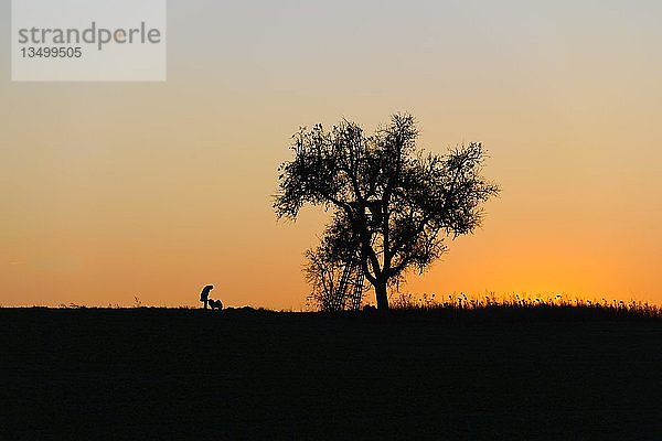 Silhouette  Baum auf HÃ¼gel mit Frau und Hund  Baden-WÃ¼rttemberg  Deutschland  Europa