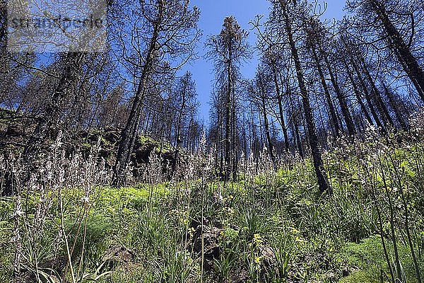 Vom Waldbrand verbrannte kanarische Kiefern stehen in grüner und blühender Bodenvegetation  Becerram Wanderweg bei Las Lagunetas  Gran Canaria  Kanarische Inseln  Spanien  Europa