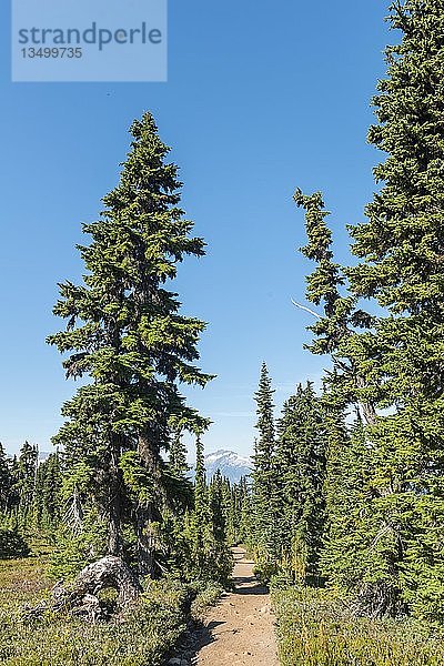 Wanderung Panorama Ridge  Wald und Berge  Garibaldi Provincial Park  British Columbia  Kanada  Nordamerika