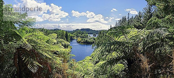 Silberbaumfarn (Cyathea dealbata) mit See Lake Mangamahoe im tropischen Regenwald  Whanganui National Park  Nordinsel  Neuseeland  Ozeanien